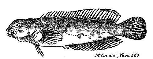 blennio.jpg (38378 byte)