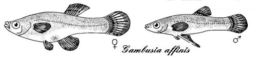 gambusia.jpg (16684 byte)